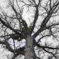 Pohon Randu Alas (Bombax ceiba L.) berusia sekitar 200–300 tahun yang menjadi ikon wisata Desa Tuksongo, Kecamatan Borobudur, Magelang.